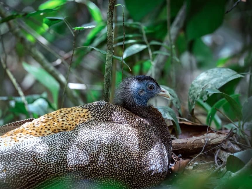 Great Argus Pheasant