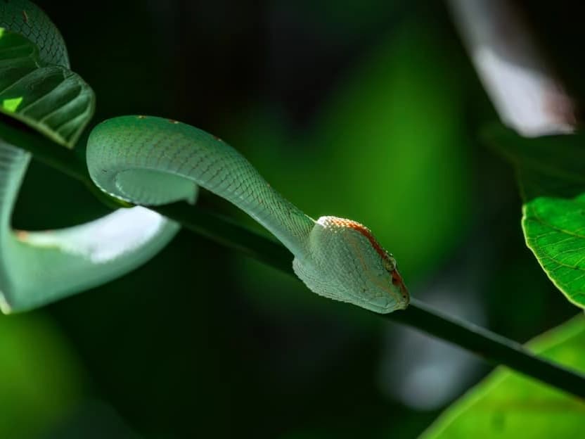 White-lipped Pit Viper