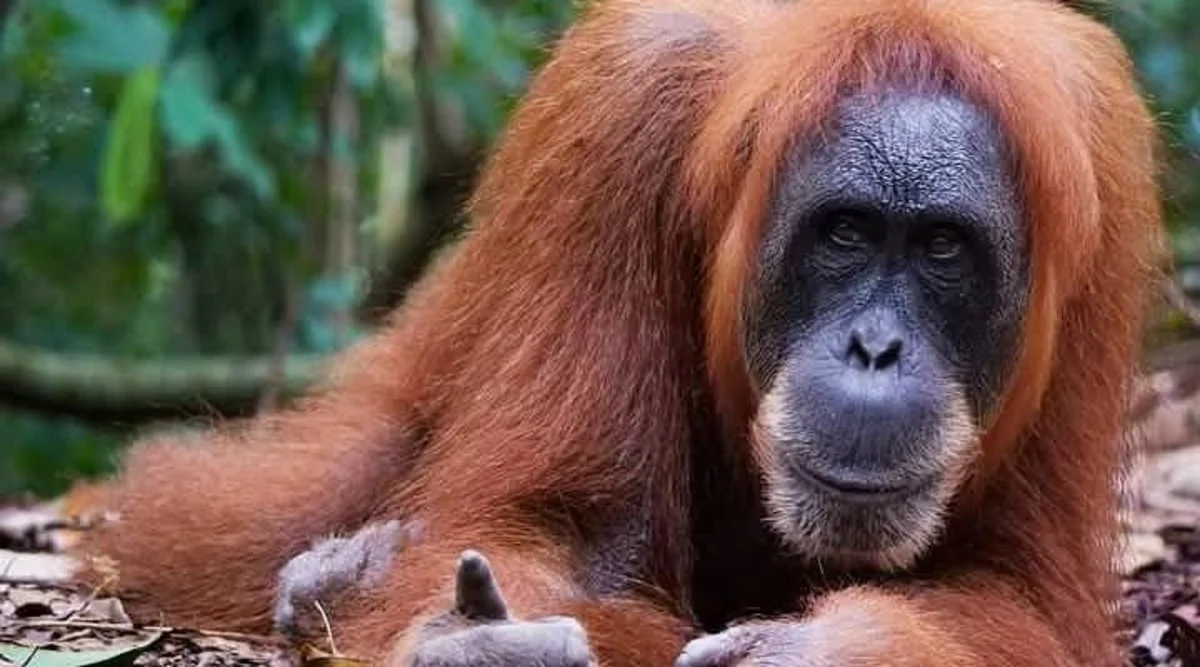 Orangutan in Bukit Lawang jungle - photo 1