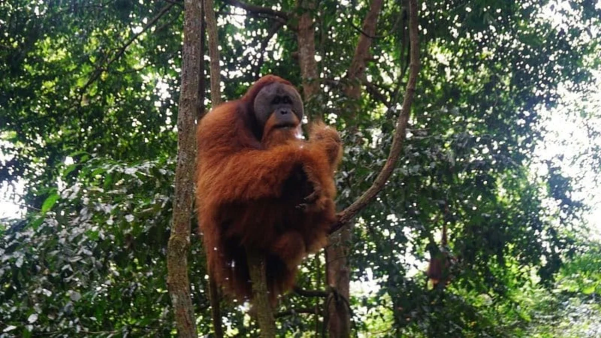 Orangutan sitting in rainforest canopy, Bukit Lawang