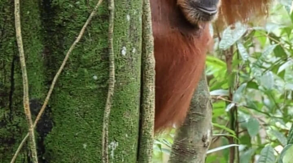 Nighttime jungle walk with headlamp, Bukit Lawang