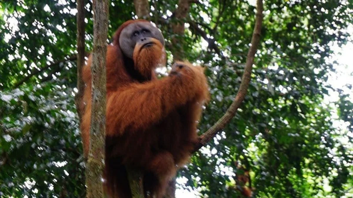Sumatran elephants bathing in river at Tangkahan