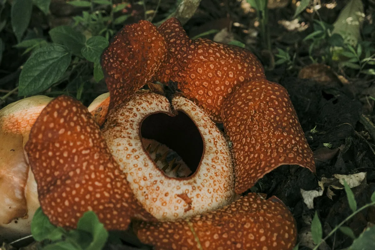 Reuze-bloem Rafflesia arnoldii in het regenwoud bij Bukit Lawang