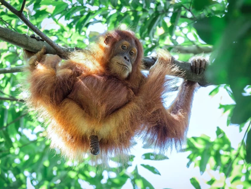 Zevendaagse jungle-expeditie in Gunung Leuser National Park, Sumatra