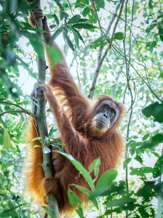 Vierdaagse jungletrek diep in Gunung Leuser National Park
