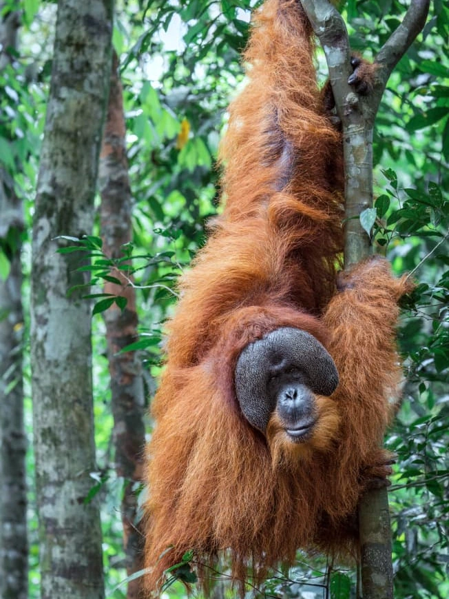 Junglekamp langs de rivier 's nachts in Bukit Lawang