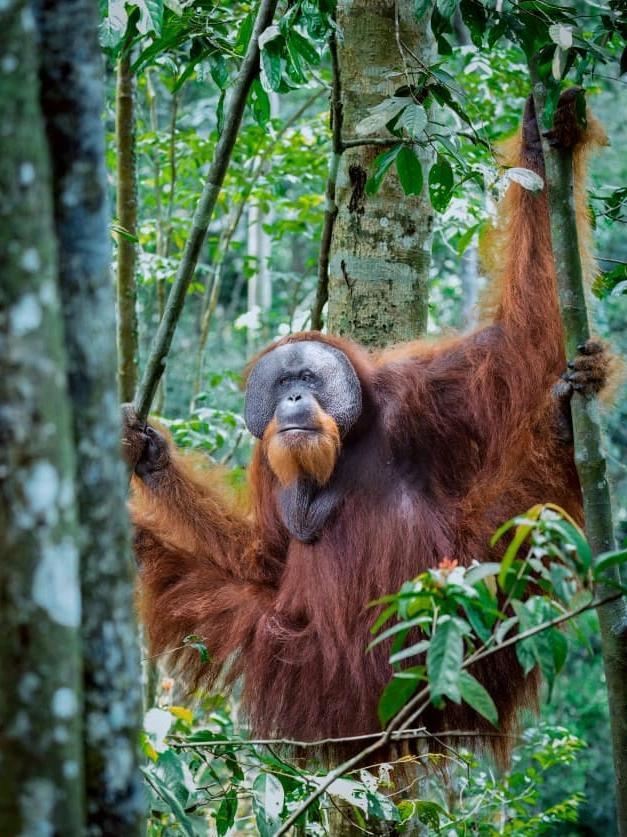 Driedaags junglekamp in het regenwoud van Gunung Leuser